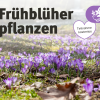 Frühblüher pflanzen am 08.11.2026 in Gelsenkirchen