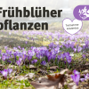 Frühblüher pflanzen am 08.11.2026 in Gelsenkirchen