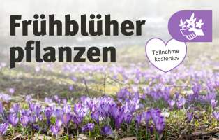 Frühblüher pflanzen am 08.11.2026 in Gelsenkirchen